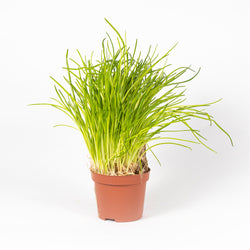 Chives