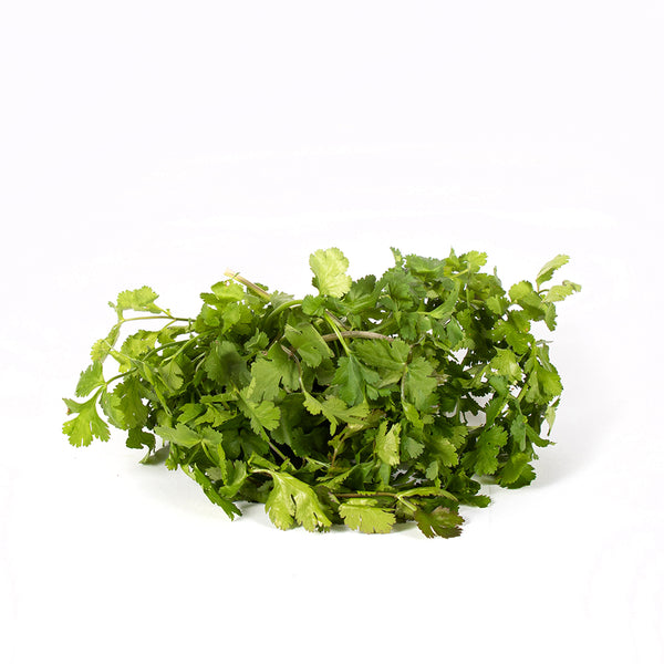 Coriander