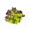 Lettuce