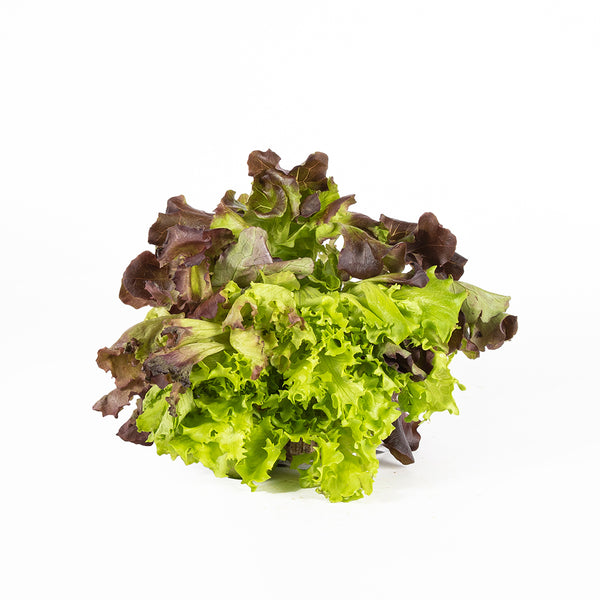 Lettuce