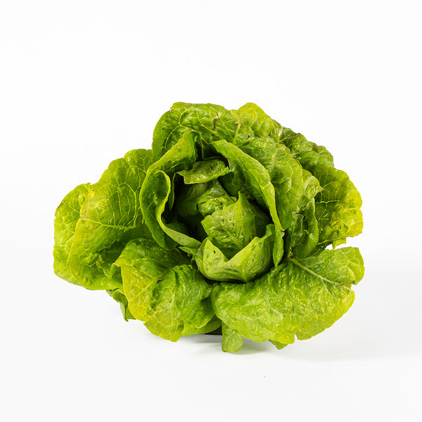 Lettuce