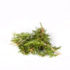 Rosemary