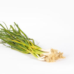 Spring Onion